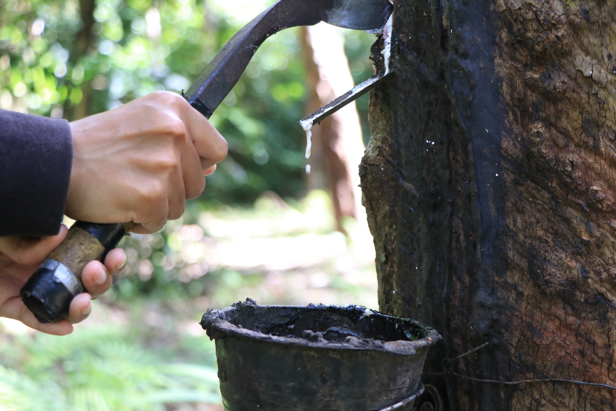 Experience Island Farming Life